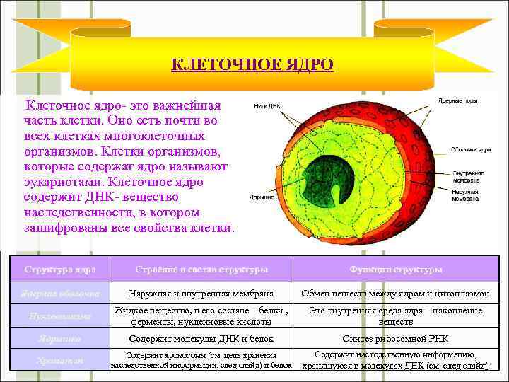 КЛЕТОЧНОЕ ЯДРО Клеточное ядро- это важнейшая часть клетки. Оно есть почти во всех клетках