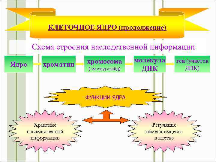 КЛЕТОЧНОЕ ЯДРО (продолжение) Схема строения наследственной информации Ядро хроматин хромосома (см след. слайд) молекула