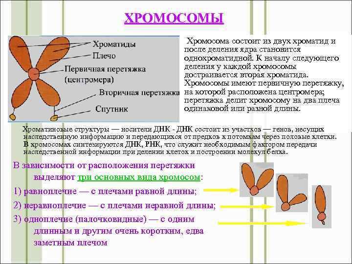 ХРОМОСОМЫ Хромосома состоит из двух хроматид и после деления ядра становится однохроматидной. К началу