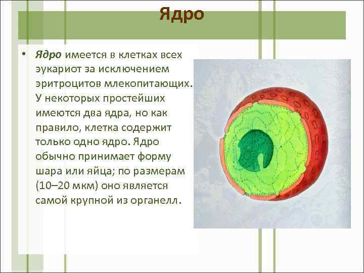 Ядро • Ядро имеется в клетках всех эукариот за исключением эритроцитов млекопитающих. У некоторых