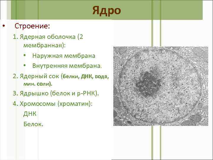 Ядро • Строение: 1. Ядерная оболочка (2 мембранная): • Наружная мембрана • Внутренняя мембрана.