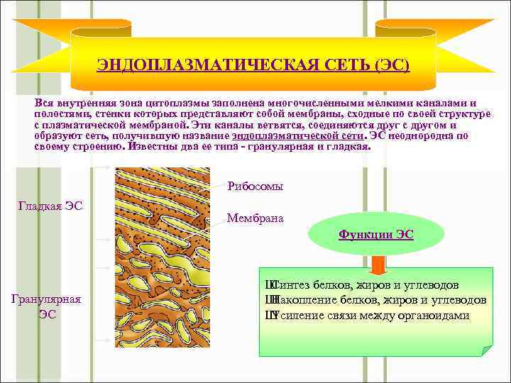 ЭНДОПЛАЗМАТИЧЕСКАЯ СЕТЬ (ЭС) Вся внутренняя зона цитоплазмы заполнена многочисленными мелкими каналами и полостями, стенки