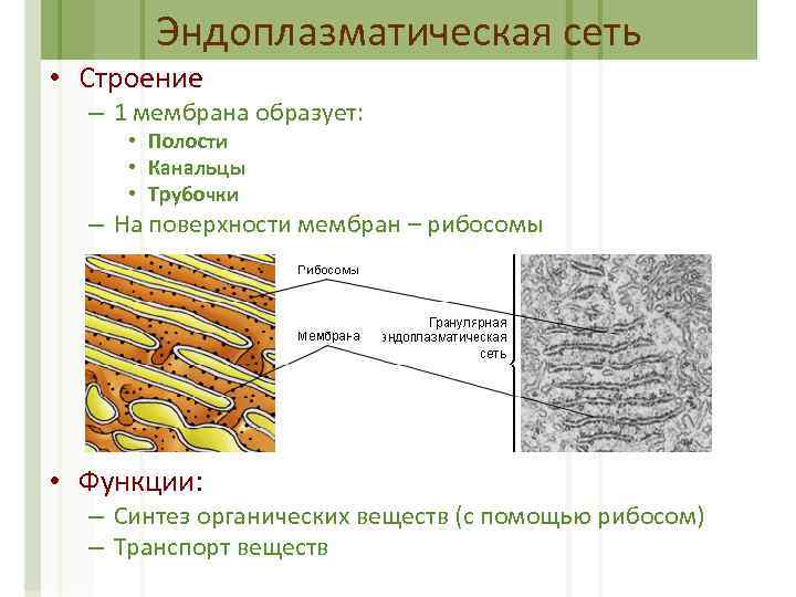 Эндоплазматическая сеть • Строение – 1 мембрана образует: • Полости • Канальцы • Трубочки