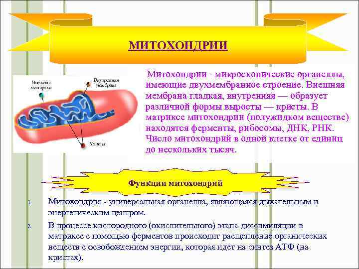 МИТОХОНДРИИ Митохондрии - микроскопические органеллы, имеющие двухмембранное строение. Внешняя мембрана гладкая, внутренняя — образует