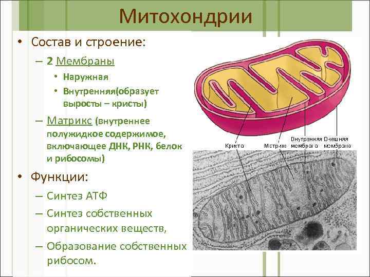Митохондрии • Состав и строение: – 2 Мембраны • Наружная • Внутренняя(образует выросты –