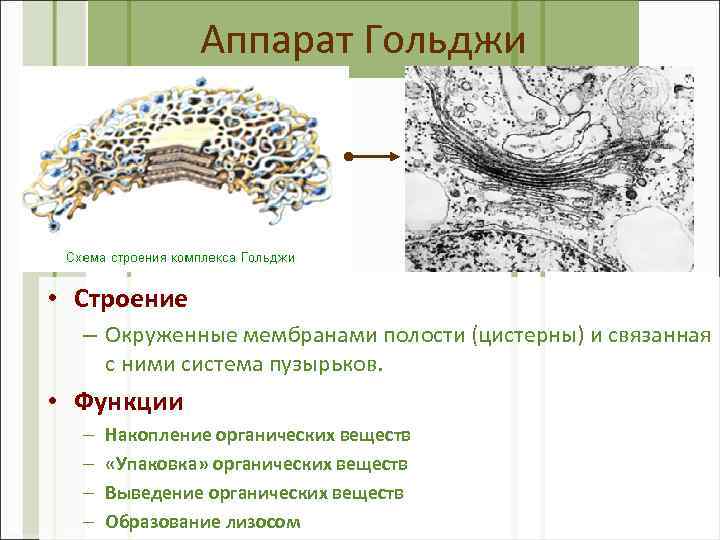 Аппарат Гольджи • Строение – Окруженные мембранами полости (цистерны) и связанная с ними система