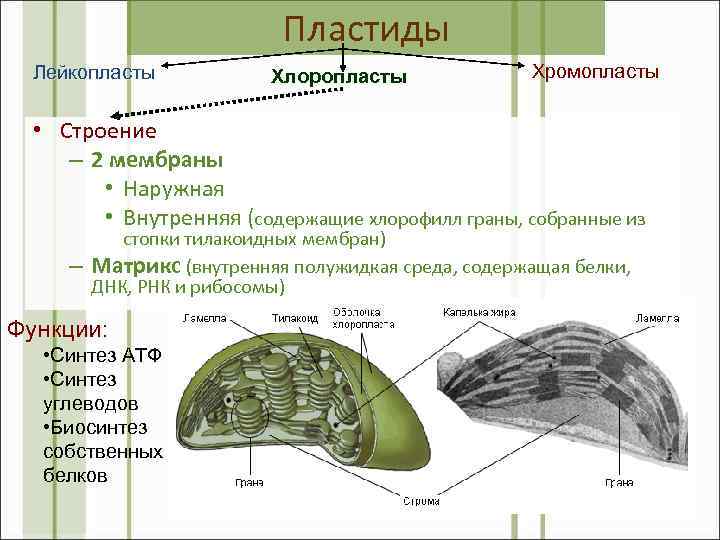 Пластиды Лейкопласты Хлоропласты Хромопласты • Строение – 2 мембраны • Наружная • Внутренняя (содержащие