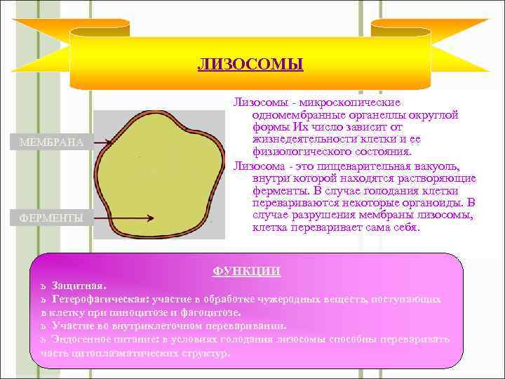 ЛИЗОСОМЫ МЕМБРАНА ФЕРМЕНТЫ Лизосомы - микроскопические одномембранные органеллы округлой формы Их число зависит от