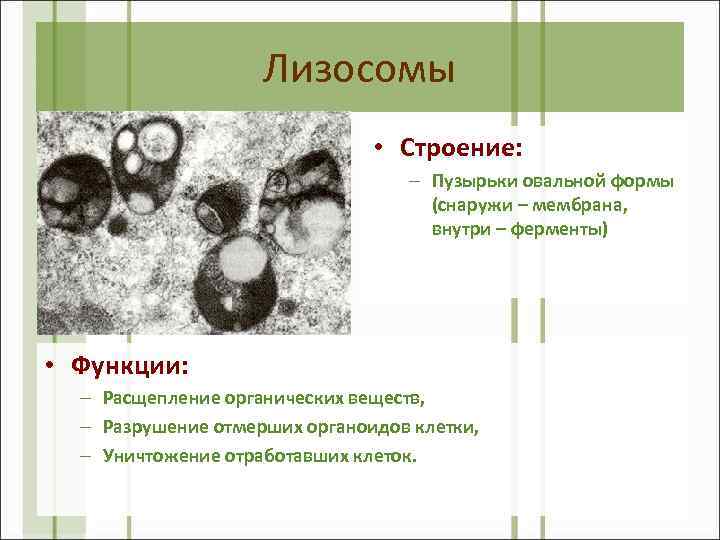 Лизосомы • Строение: – Пузырьки овальной формы (снаружи – мембрана, внутри – ферменты) •