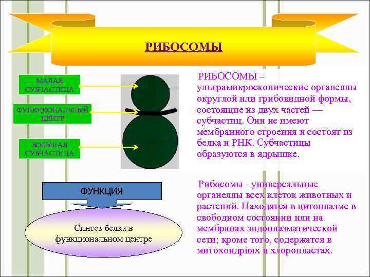 РИБОСОМЫ МАЛАЯ СУБЧАСТИЦА ФУНКЦИОНАЛЬНЫЙ ЦЕНТР БОЛЬШАЯ СУБЧАСТИЦА ФУНКЦИЯ Синтез белка в функциональном центре РИБОСОМЫ