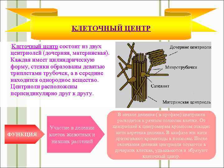 КЛЕТОЧНЫЙ ЦЕНТР Клеточный центр состоит из двух центриолей (дочерняя, материнская). Каждая имеет цилиндрическую форму,
