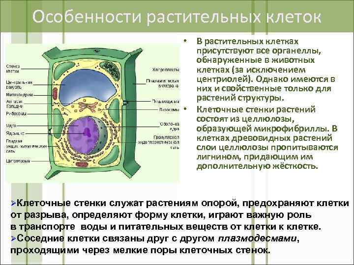 Особенности растительных клеток • В растительных клетках присутствуют все органеллы, обнаруженные в животных клетках