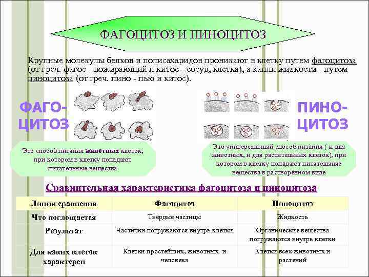 Пиноцитоз и фагоцитоз животной клетки