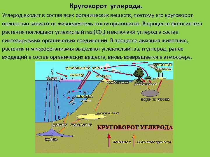 Круговорот углерода. Углерод входит в состав всех органических веществ, поэтому его круговорот полностью зависит