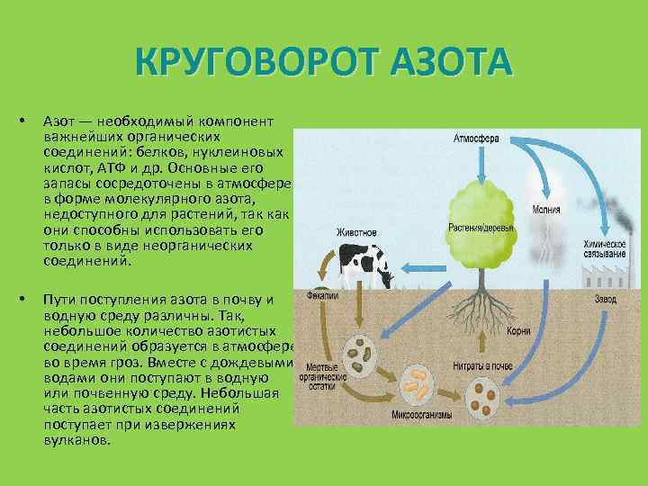 КРУГОВОРОТ АЗОТА • Азот — необходимый компонент важнейших органических соединений: белков, нуклеиновых кислот, АТФ