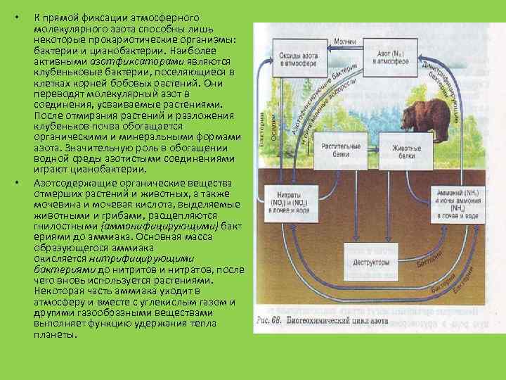  • • К прямой фиксации атмосферного молекулярного азота способны лишь некоторые прокариотические организмы: