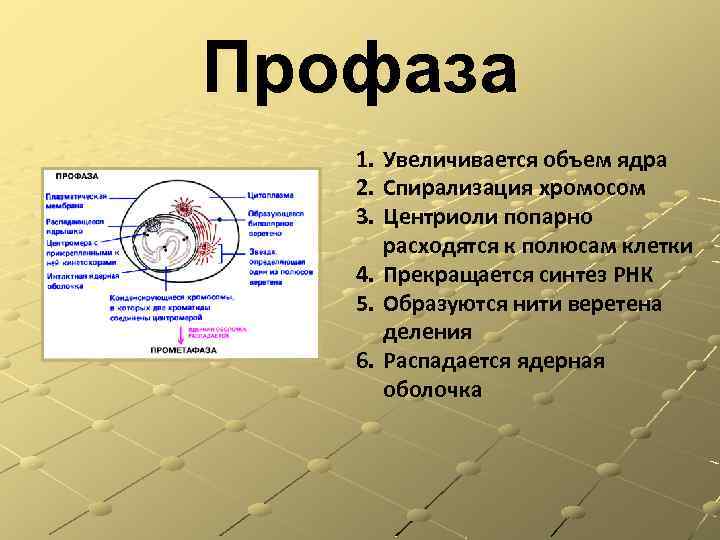 4 спирализация хромосом происходит в