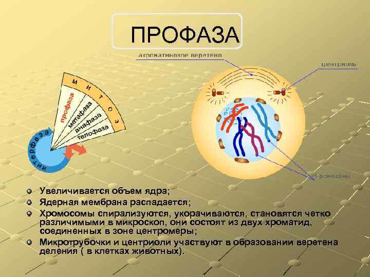 ПРОФАЗА Увеличивается объем ядра; Ядерная мембрана распадается; Хромосомы спирализуются, укорачиваются, становятся четко различимыми в