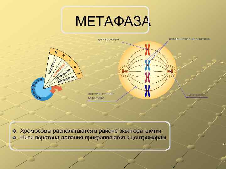 МЕТАФАЗА Хромосомы располагаются в районе экватора клетки; Нити веретена деления прикрепляются к центромерам 