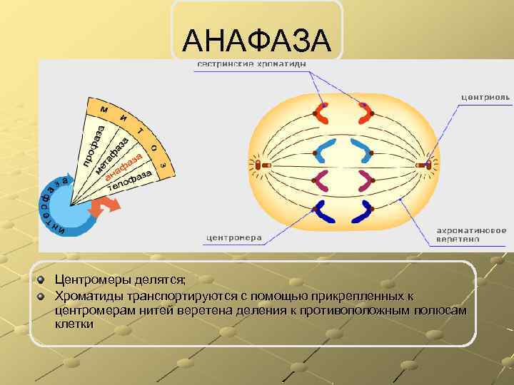 АНАФАЗА Центромеры делятся; Хроматиды транспортируются с помощью прикрепленных к центромерам нитей веретена деления к