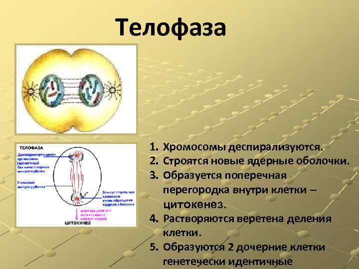 Деление клетки образование веретена деления