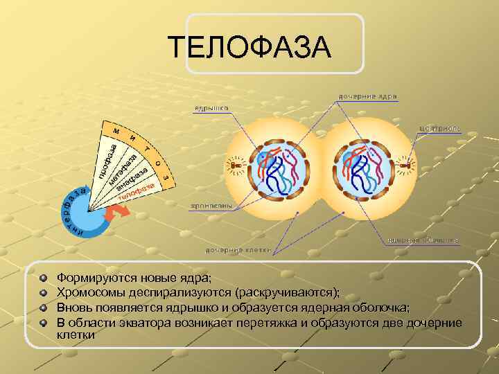 ТЕЛОФАЗА Формируются новые ядра; Хромосомы деспирализуются (раскручиваются); Вновь появляется ядрышко и образуется ядерная оболочка;