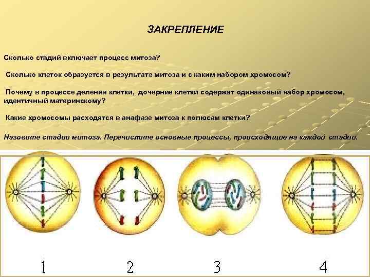 ЗАКРЕПЛЕНИЕ Сколько стадий включает процесс митоза? Сколько клеток образуется в результате митоза и с