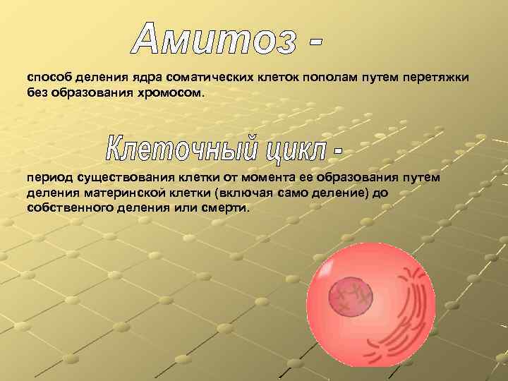 способ деления ядра соматических клеток пополам путем перетяжки без образования хромосом. период существования клетки