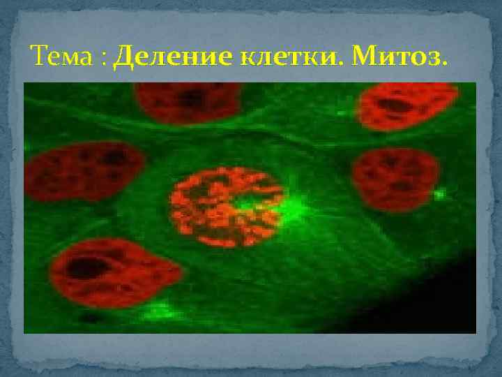 Тема : Деление клетки. Митоз. 