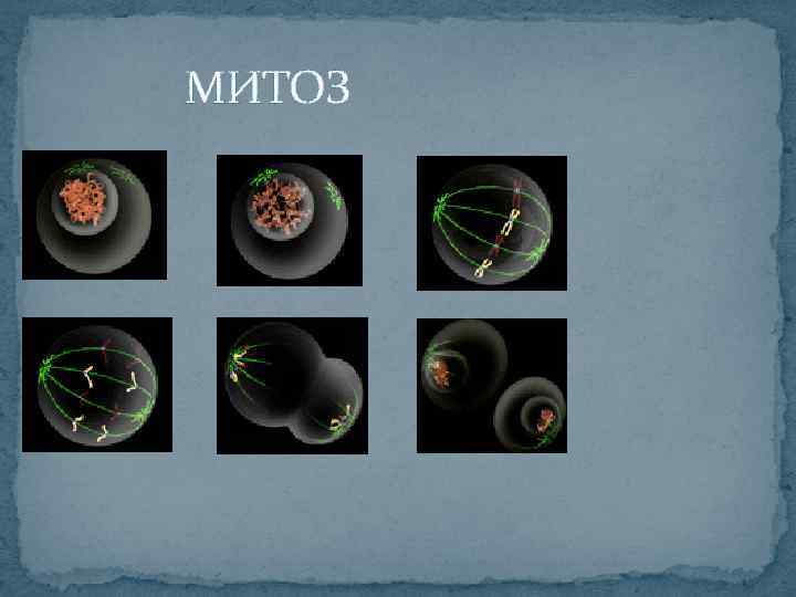  МИТОЗ 