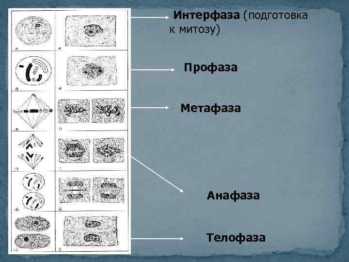 Митоз интерфаза рисунок