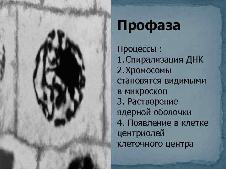 Профаза Процессы : 1. Спирализация ДНК 2. Хромосомы становятся видимыми в микроскоп 3. Растворение
