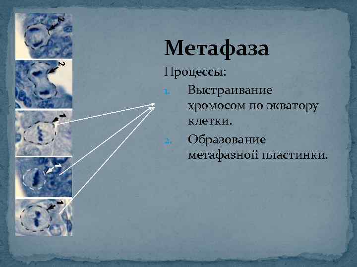 Метафаза Процессы: 1. Выстраивание хромосом по экватору клетки. 2. Образование метафазной пластинки. 