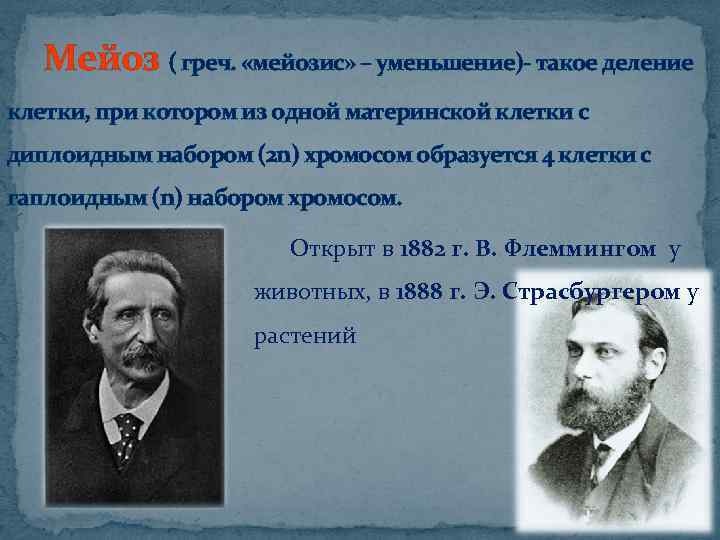 Мейоз ( греч. «мейозис» – уменьшение)- такое деление клетки, при котором из одной материнской
