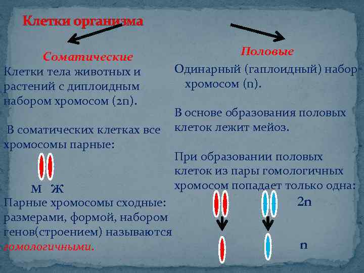 Клетки организма Соматические Клетки тела животных и растений с диплоидным набором хромосом (2 n).