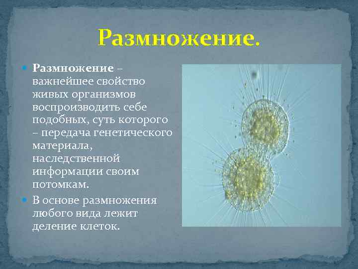 Размножение. Размножение – важнейшее свойство живых организмов воспроизводить себе подобных, суть которого – передача