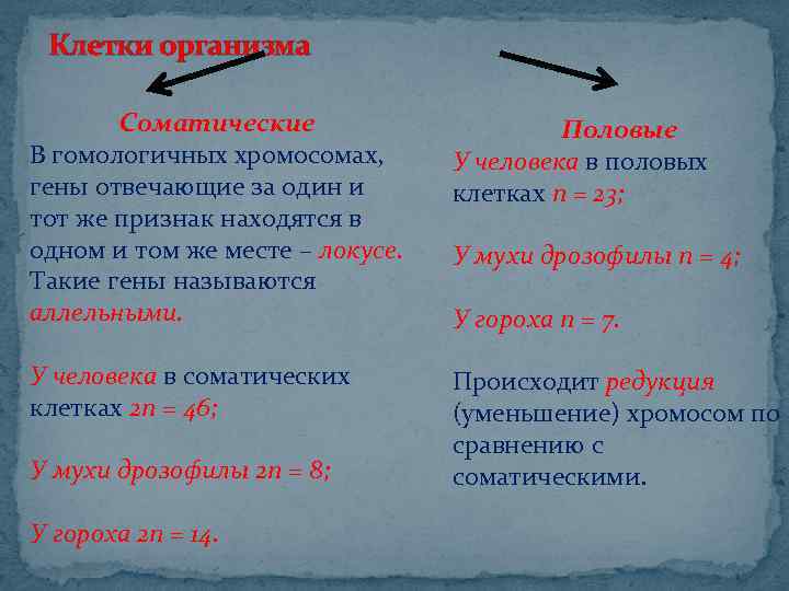 Клетки организма Соматические В гомологичных хромосомах, гены отвечающие за один и тот же признак