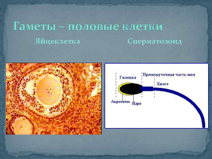 Гаметы – половые клетки Яйцеклетка Сперматозоид 