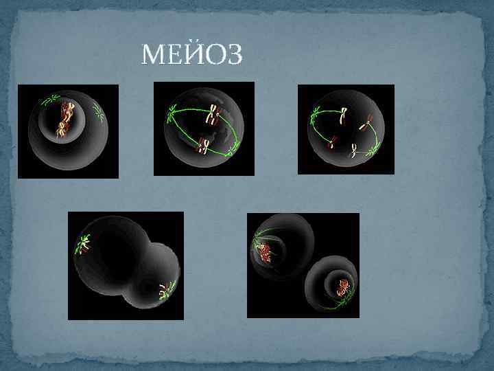  МЕЙОЗ 
