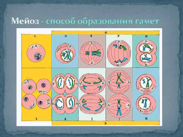 Мейоз - способ образования гамет 