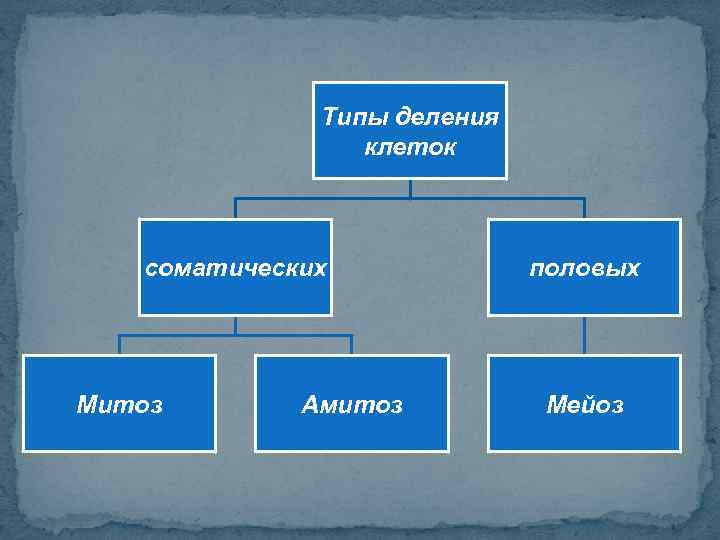 Типы деления клеток соматических Митоз Амитоз половых Мейоз 