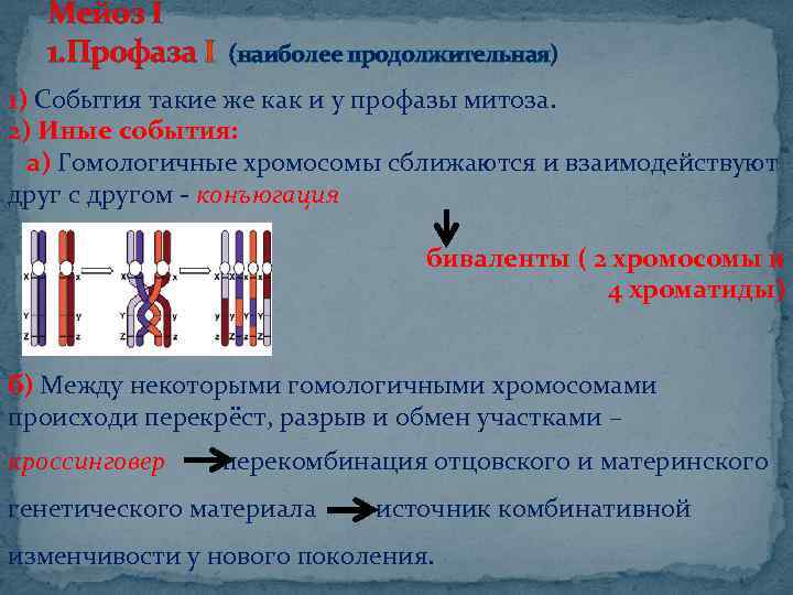 Кроссинговер митоза и мейоза таблица