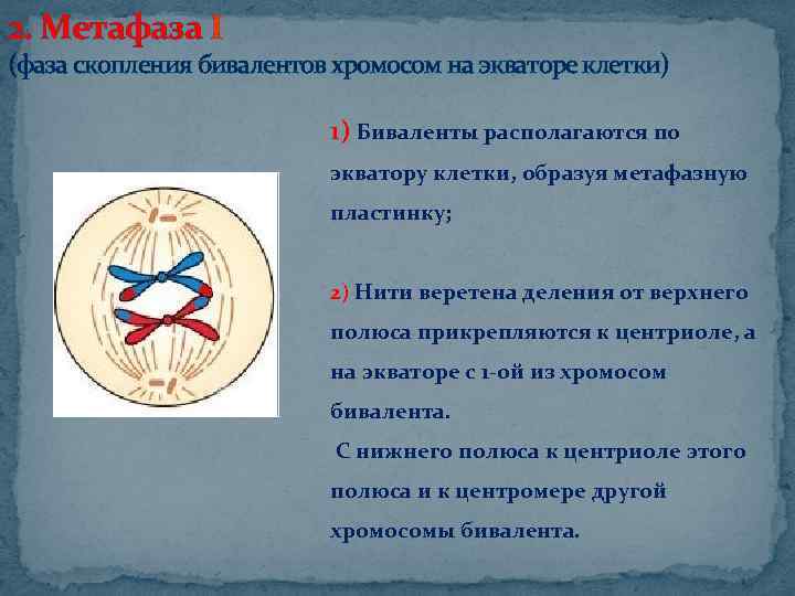 Расположение бивалентов в плоскости экватора. Биваленты хромосом располагаются на экваторе. Биваленты на экваторе. Хромосомы располагаются по экватору клетки. Выстраивание бивалентов по экватору клетки.