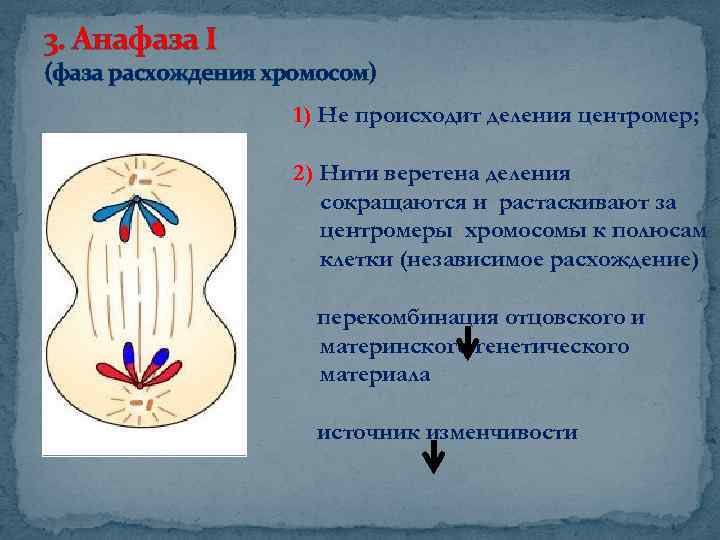 В анафазе деления