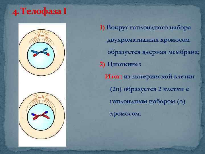 Телофаза 1. Телофаза i. Телофаза 2 хромосомы набор. Набор хромосом в телофазе 1. Телофаза митоза набор хромосом.