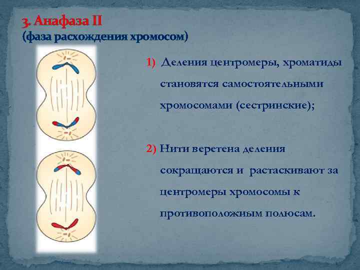 Расхождение сестринских хроматид