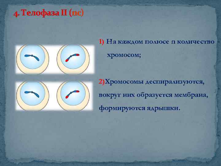 Телофаза митоза хромосомный набор. Телофаза митоза набор хромосом. Число хромосом в телофазе.