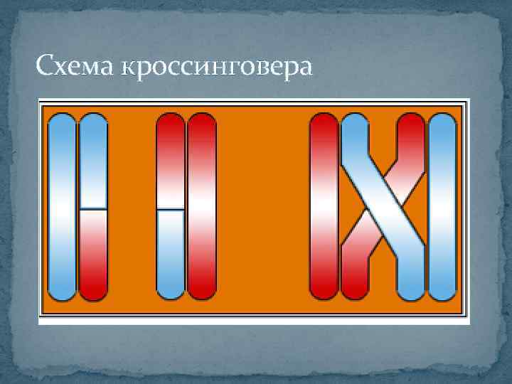 Схема кроссинговера 