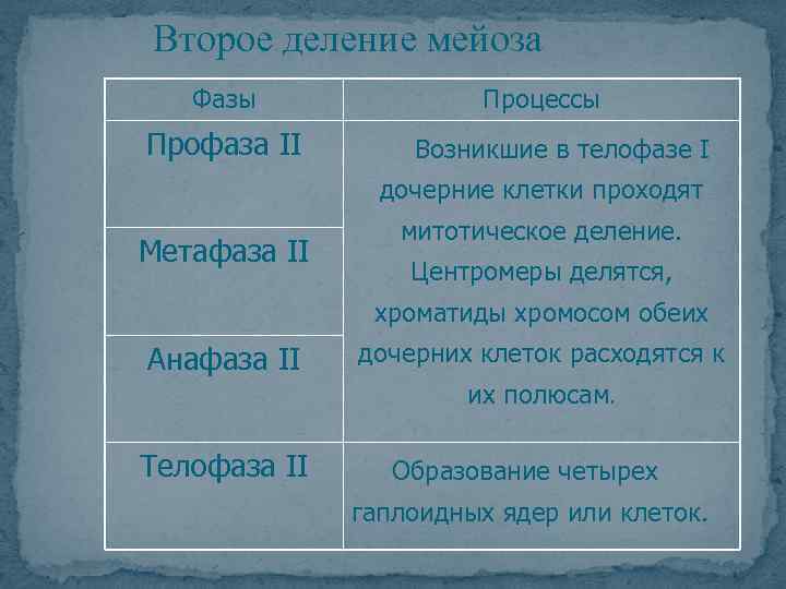 Второе деление мейоза Фазы Профаза II Процессы Возникшие в телофазе I дочерние клетки проходят