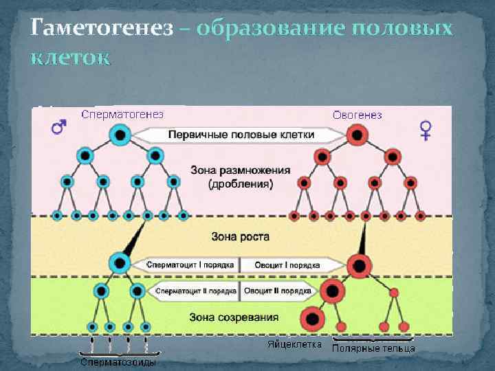 Гаметогенез – образование половых клеток 